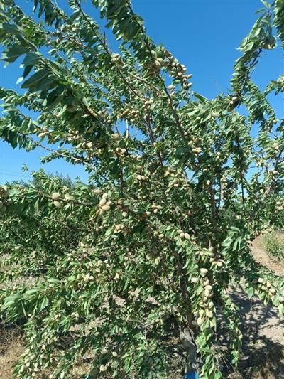ارزیابی خصوصیات كمی و كیفی ـمیوه و بررسی میزان عملكرد در ژنوتیپ های انتخابی بادام در استان زنجان، شهرستان خرمدره