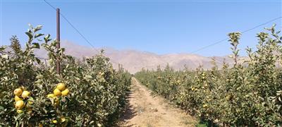 حضور رئیس و محققان پژوهشكده میوه های معتدله و سردسیری در باغ های سیب شهرستان دماوند