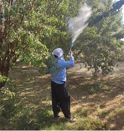 اجرای عملیات محلول‌پاشی فروت‌ست در ایستگاه های تحقیقاتی باغبانی پژوهشكده میوه‌های معتدله و سردسیری